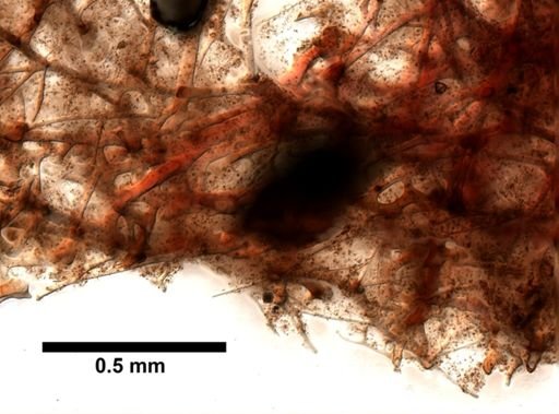 cf. Velinea
