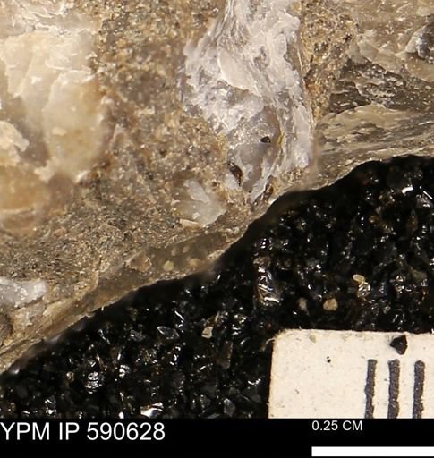 Ostrea sp.