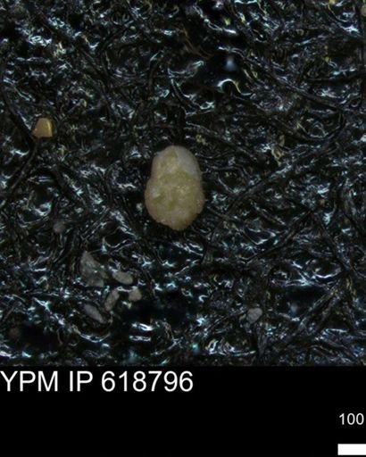 undet. Foraminiferida