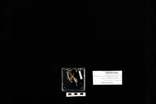 Sceloporus undulatus