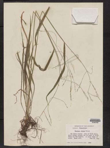 Festuca subverticillata