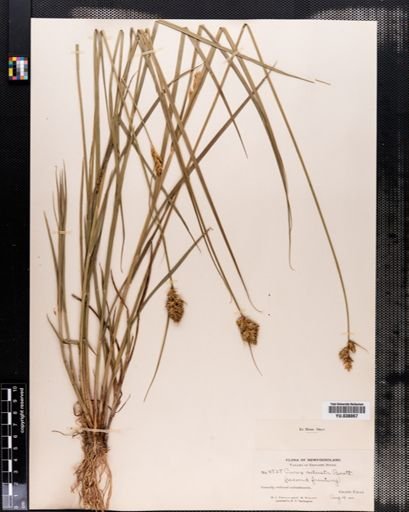 Carex adusta