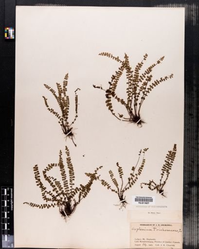 Asplenium trichomanes