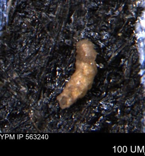 Verneuilinoides hectori