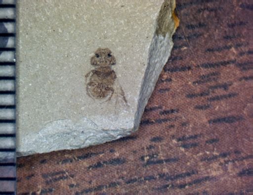 Coleoptera?