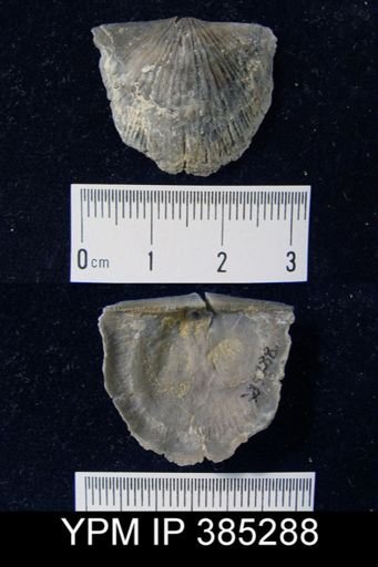 Tropidoleptus sp.