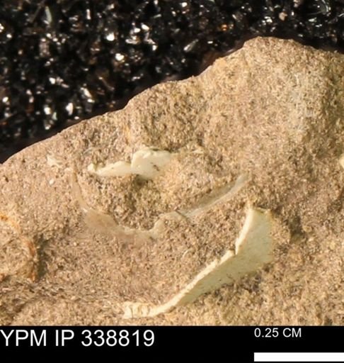 undet. Mollusca