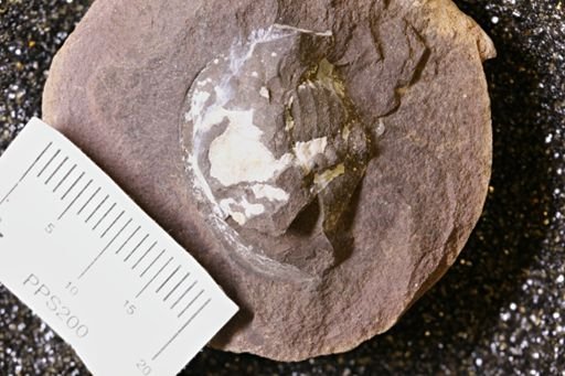 Euproops danae