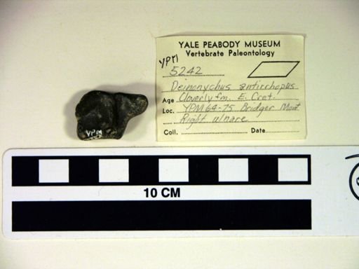 Deinonychus antirrhopus