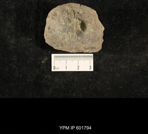 Crania scabiosa