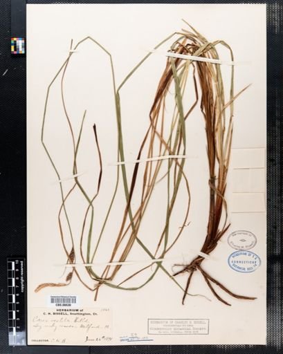 Carex
