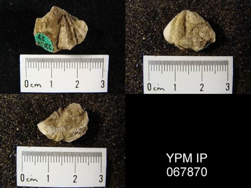 Delthyris perlamellosa