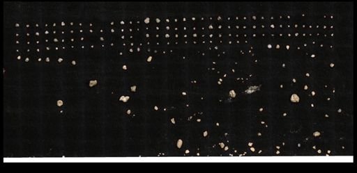 Foraminiferida