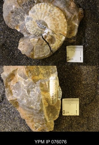 Hoploscaphites birkelundi