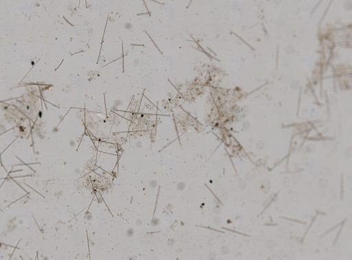Clionidae