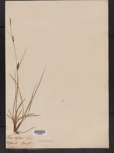 Carex distans