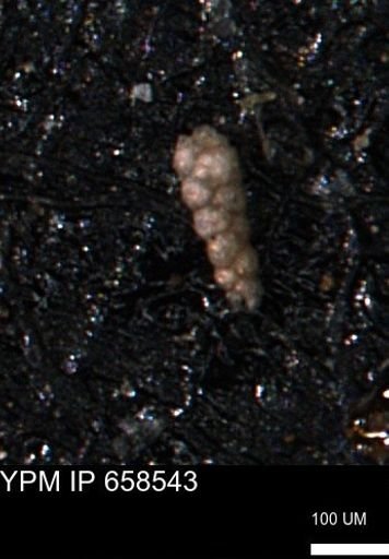 Verneuilinoides kansasensis