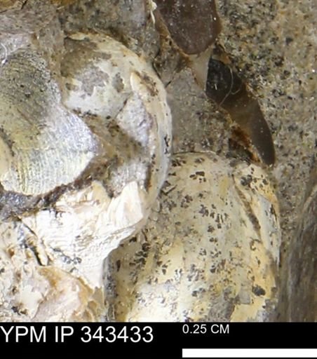undet. Mollusca