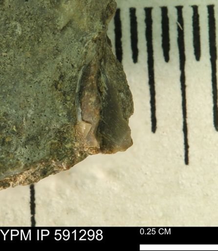 undet. Bivalvia