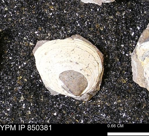 Limopsis striatopunctatus