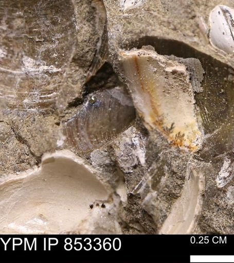Limopsis striatopunctatus