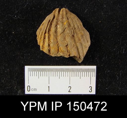 Orthorhynchula sp.