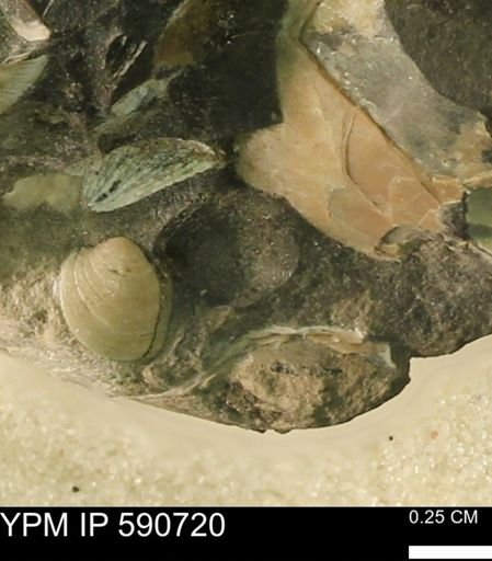 undet. Bivalvia
