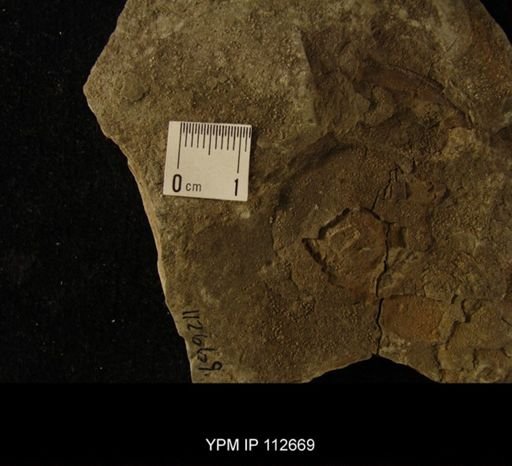 undet. Bryozoa