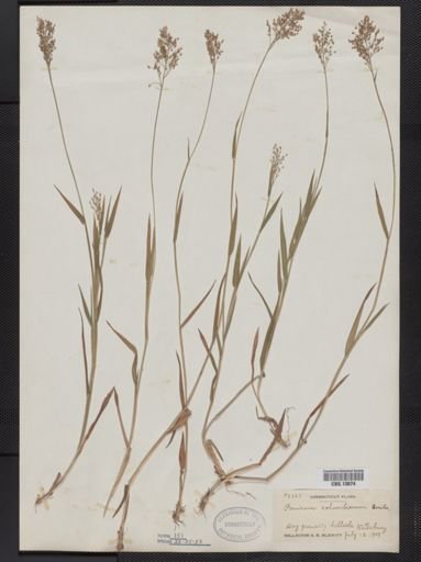 Panicum columbianum