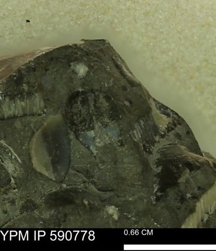 undet. Bivalvia