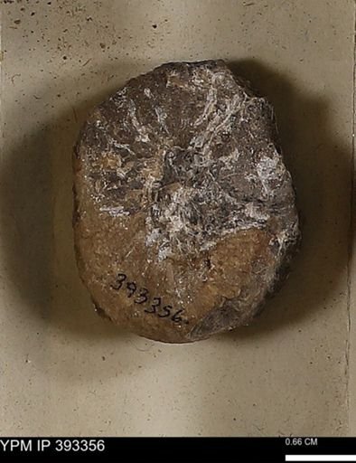 Scaphites sp.