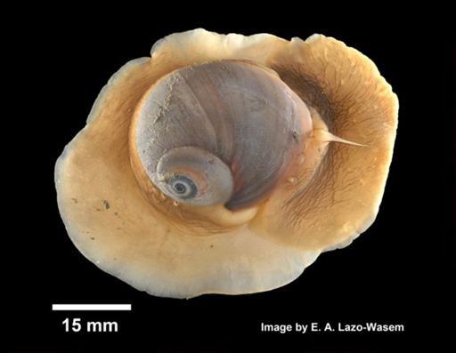 Neverita duplicata