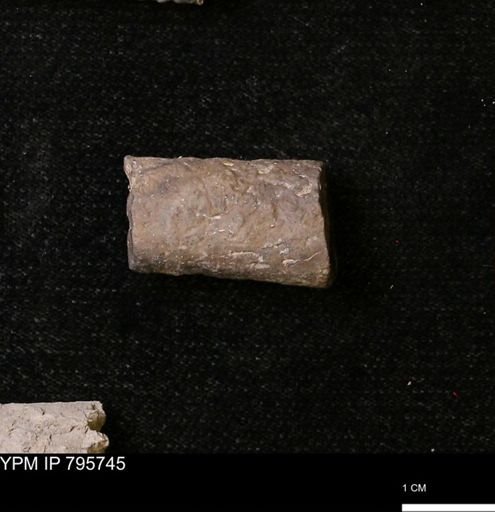 Baculites sp.