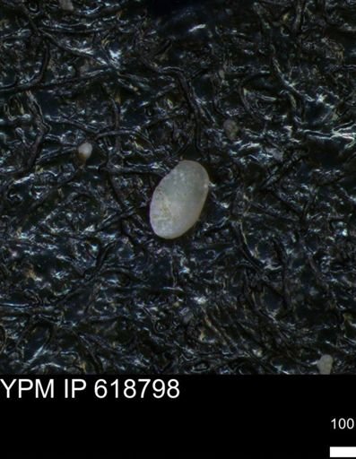 undet. Ostracoda