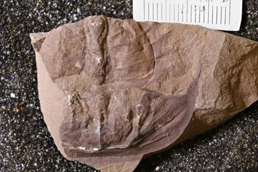 Euproops danae
