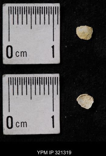 Ambocoelia umbonata
