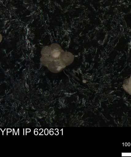 undet. Rugoglobigerinidae