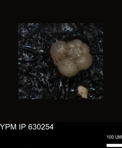 undet. Foraminiferida