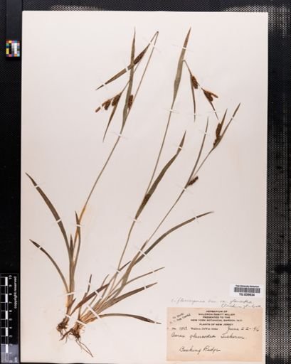 Carex flaccosperma