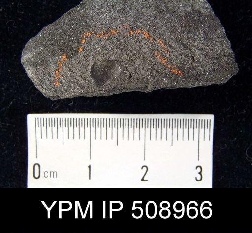 Lingulella sp.