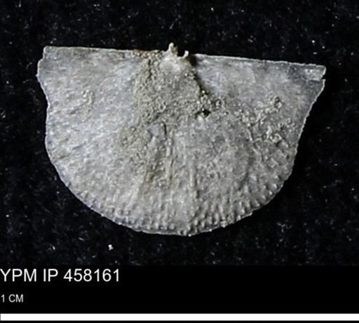 Chonetes mucronatus