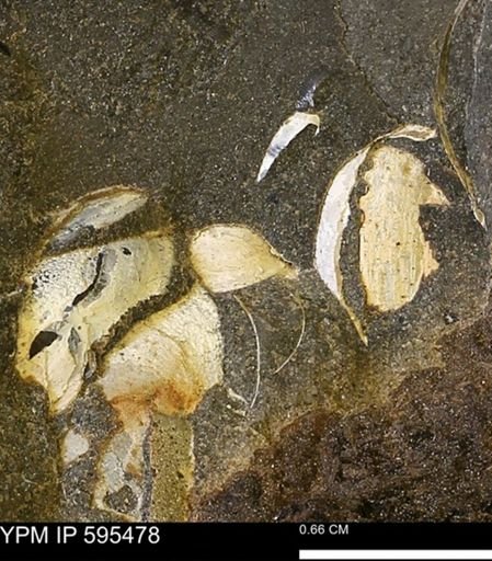 Protocardia sp.