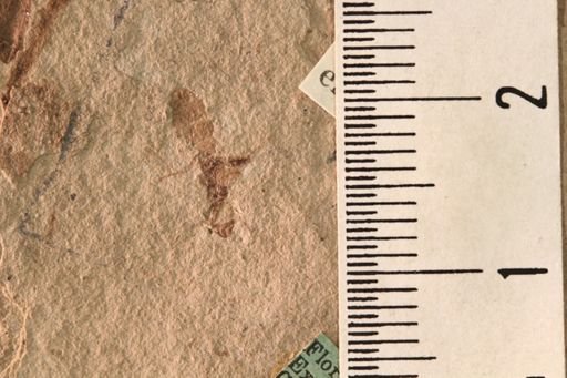 Protazteca elongata