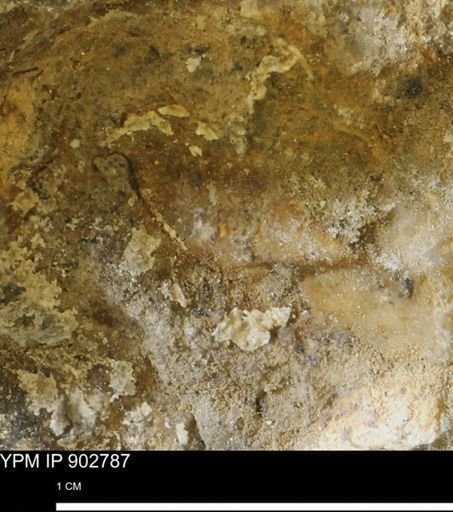 undet. Mollusca