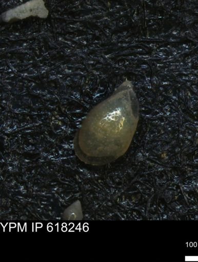 undet. Ostracoda
