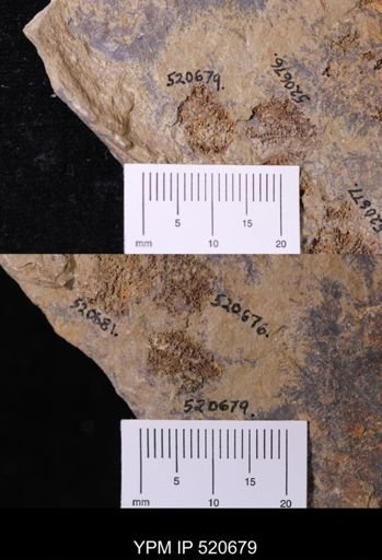 undet. Echinodermata