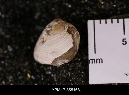 Protocardia subquadrata