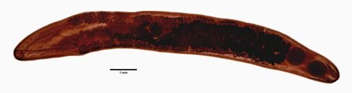 Telorchis robustus
