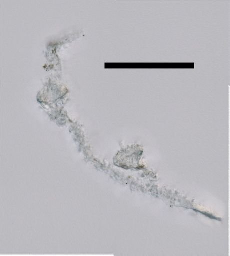 Cordagalma ordinatum