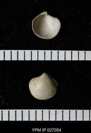 Lucina (Callucina) papyracea